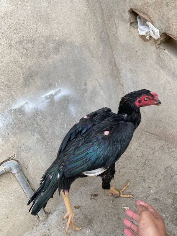 Black Aseel Chicks 0321-2546-542 whatsapp 2