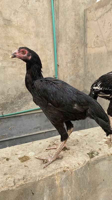 Black Aseel Chicks 0321-2546-542 whatsapp 4