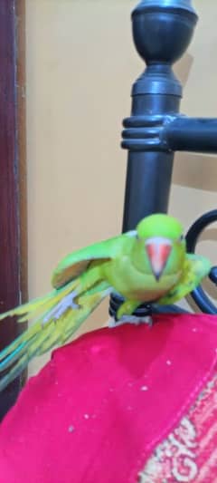 parot