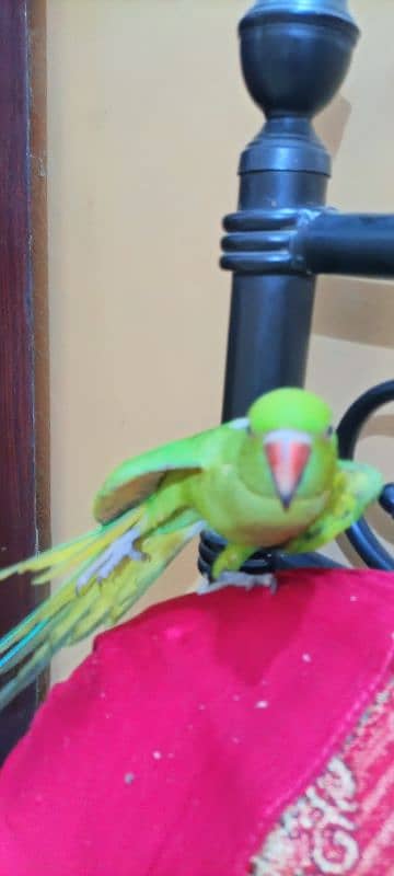 parot female for sale 0