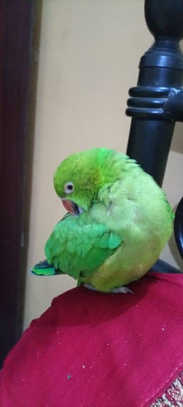 parot female for sale 1