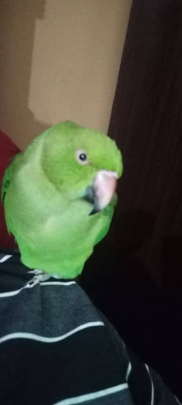 parot female for sale 2