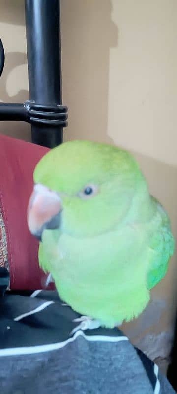 parot female for sale 3