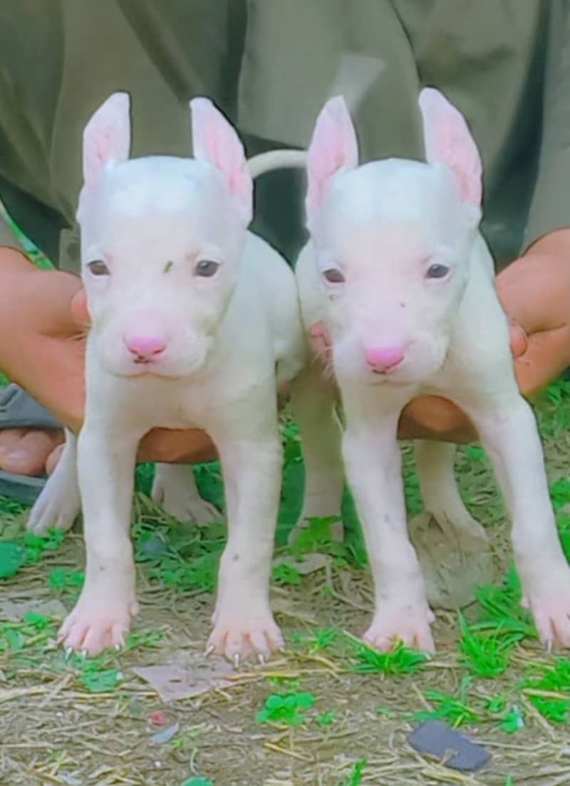 kohati Gultair Pair | Kohati Gultair Puppies For Sale 0