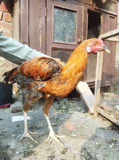 7 hens and Roosters for sale