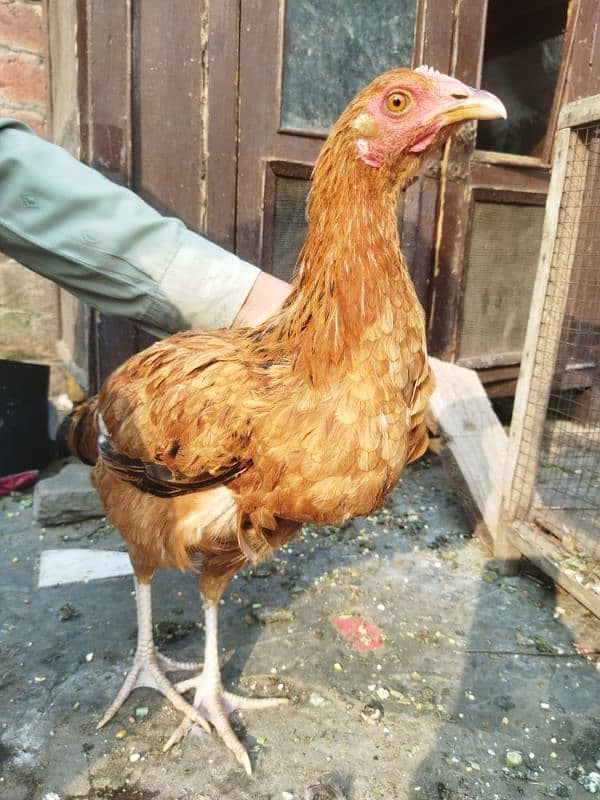 7 hens and Roosters for sale 1