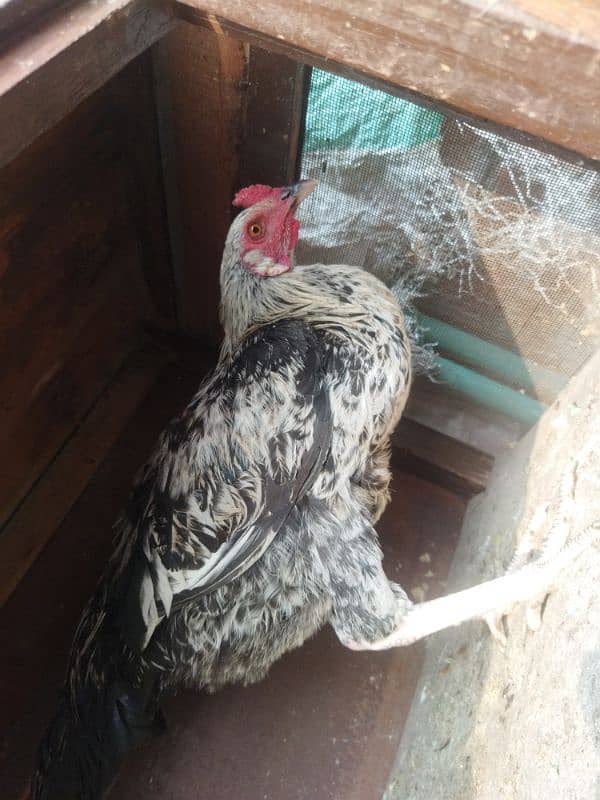 7 hens and Roosters for sale 5