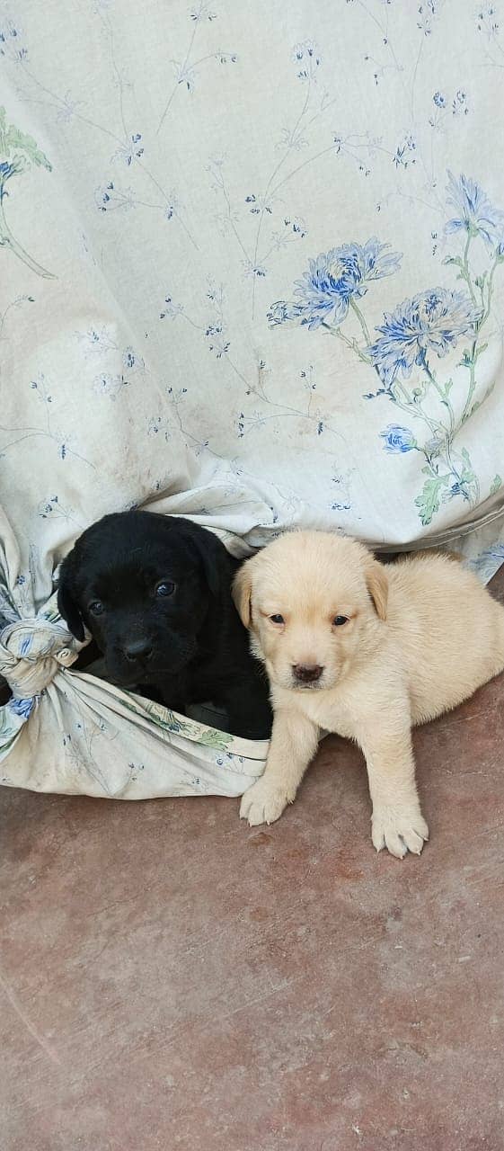 BRITISH LABRADOR PUPPY AVAILABLE FOR SALE 0