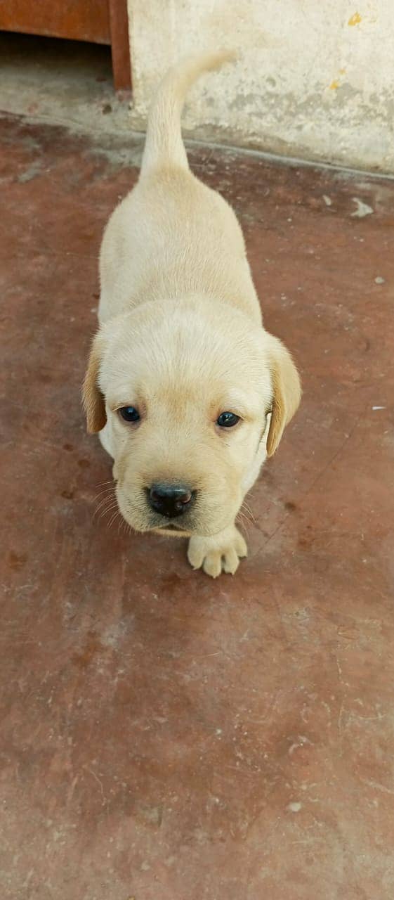 BRITISH LABRADOR PUPPY AVAILABLE FOR SALE 1