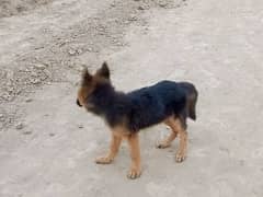 German Shepherd Puppies