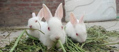 cute rabbits