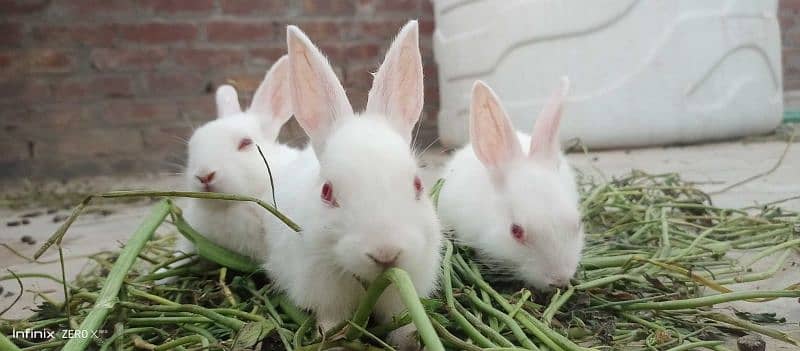 cute rabbits 0