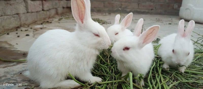 cute rabbits 1