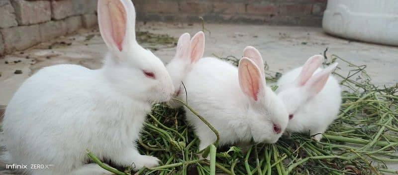 cute rabbits 2