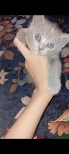 Persian Cat For sale