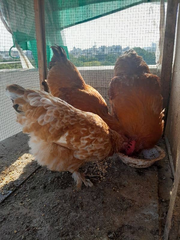 Golden Buff pairs on Eggs 1