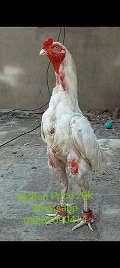 Sindhi Heera Breeder