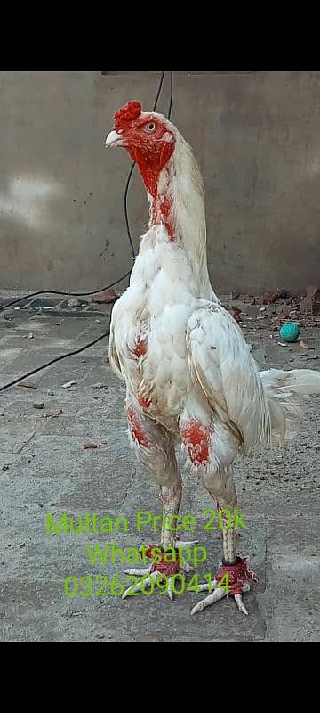 Sindhi Heera Breeder 0