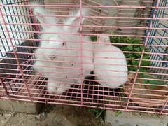 hotot rabbit