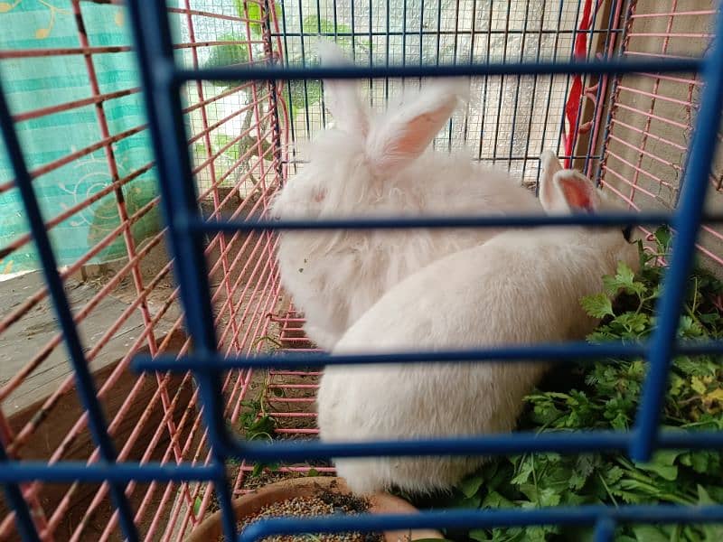 hotot rabbit 2