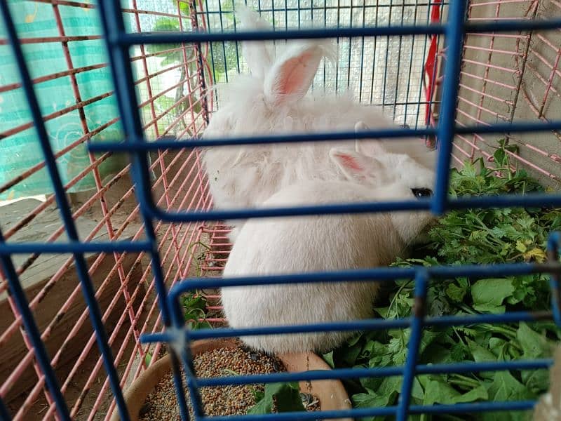 hotot rabbit 3