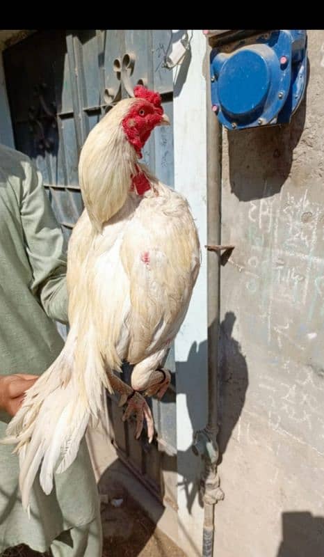 Sindhi Heera Breeder 3