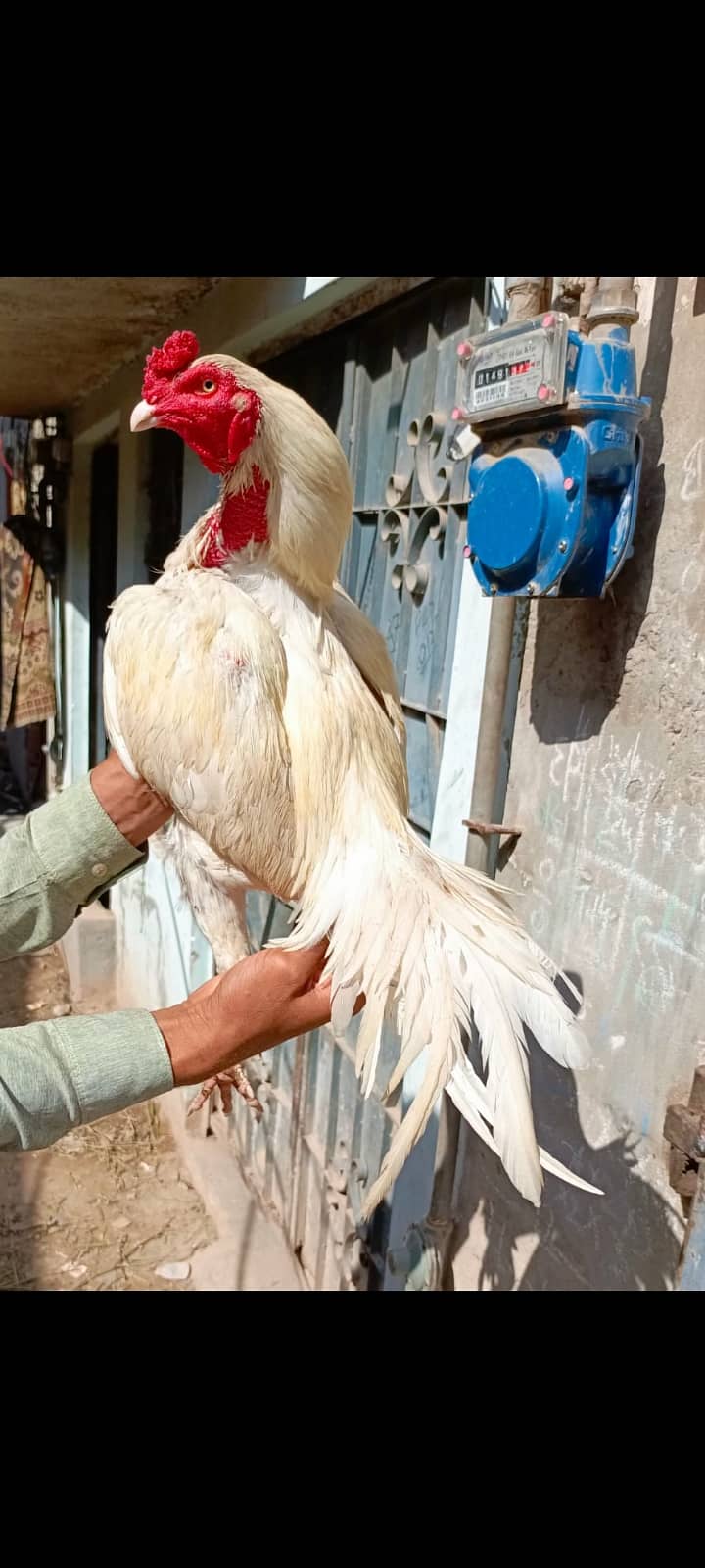 Sindhi Heera Breeder 4