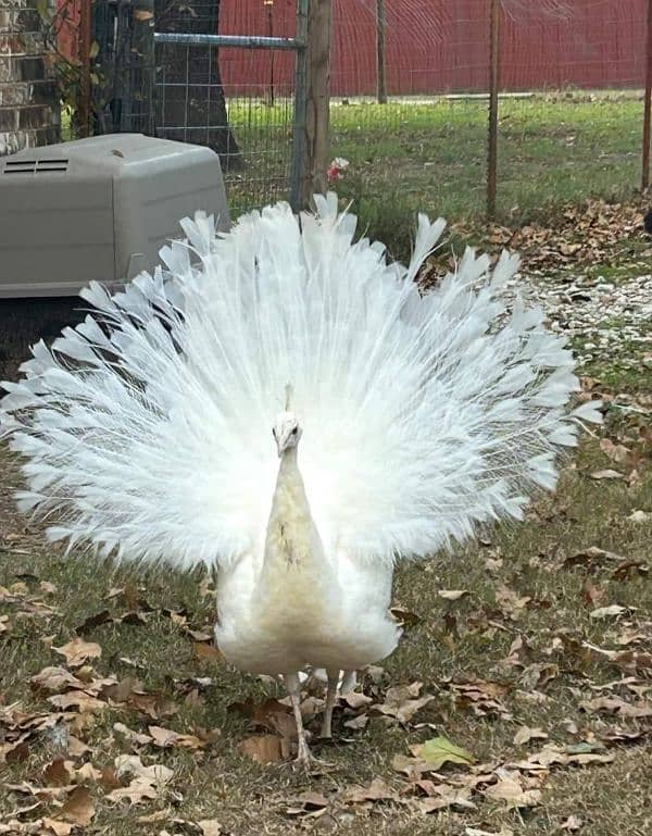 White peacock male for sale 0