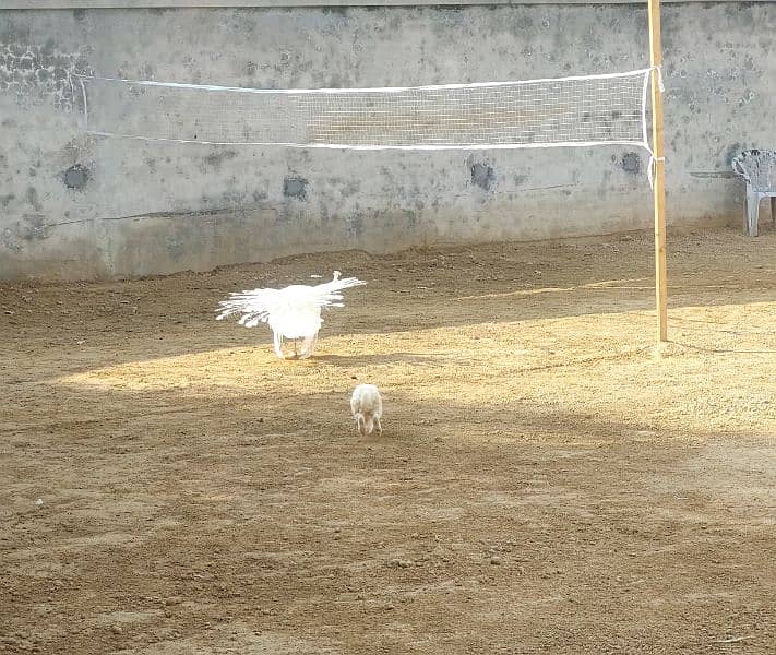 White peacock male for sale 1