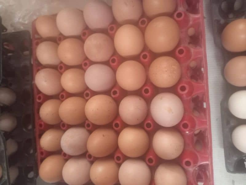 Desi Eggs 1