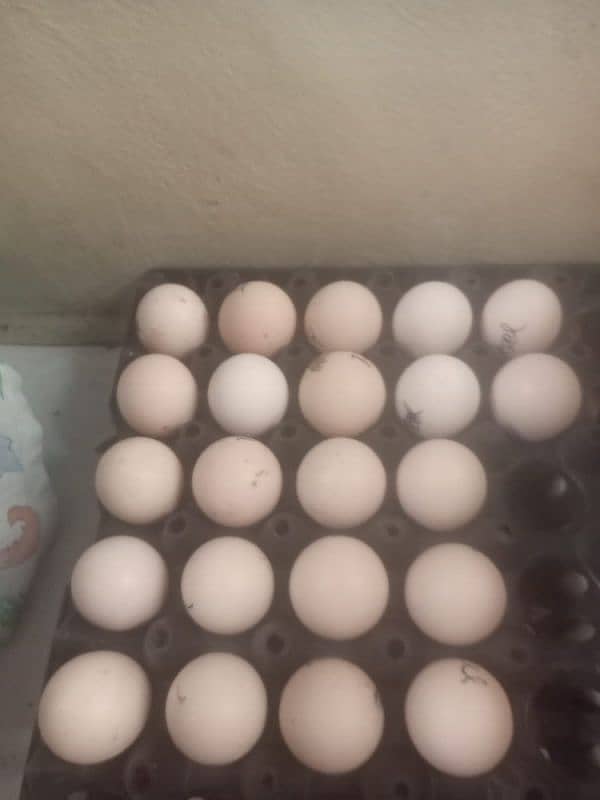 Desi Eggs 2