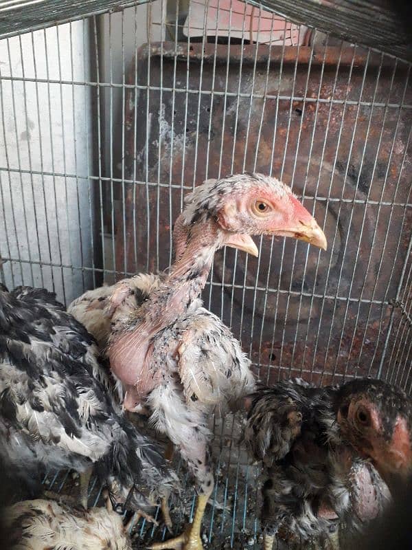 5 aseel chicksfor sale 0