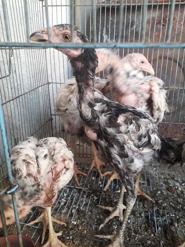 5 aseel chicksfor sale 1