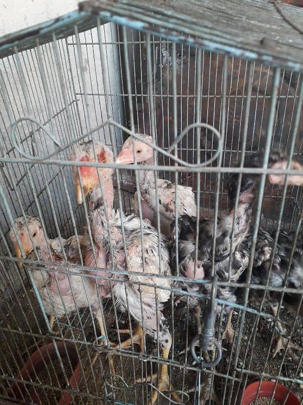 5 aseel chicksfor sale 2