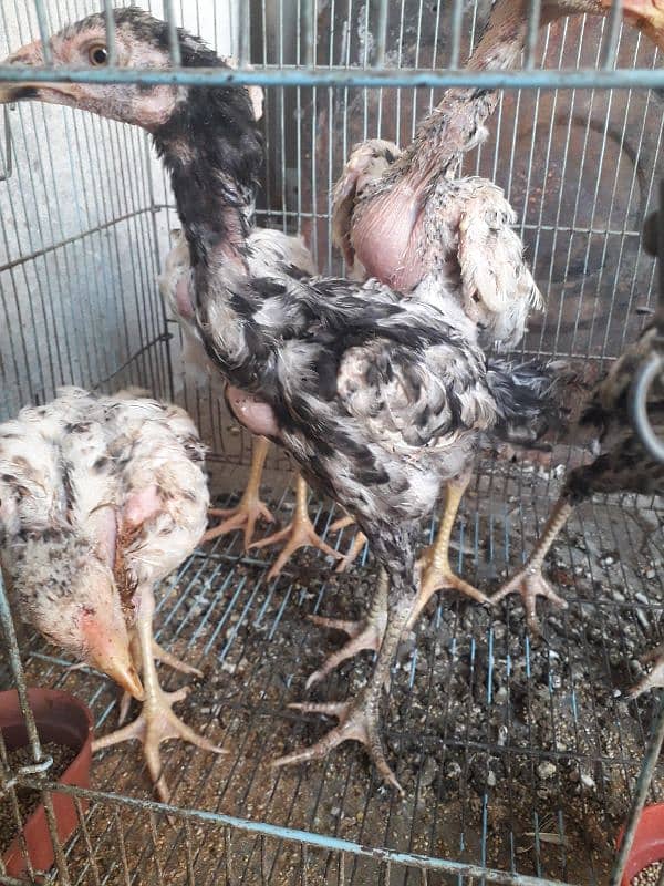 5 aseel chicksfor sale 3