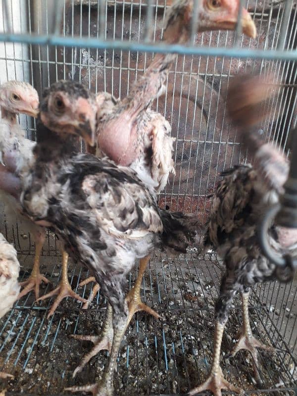 5 aseel chicksfor sale 4