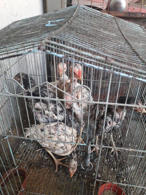 5 aseel chicksfor sale 5