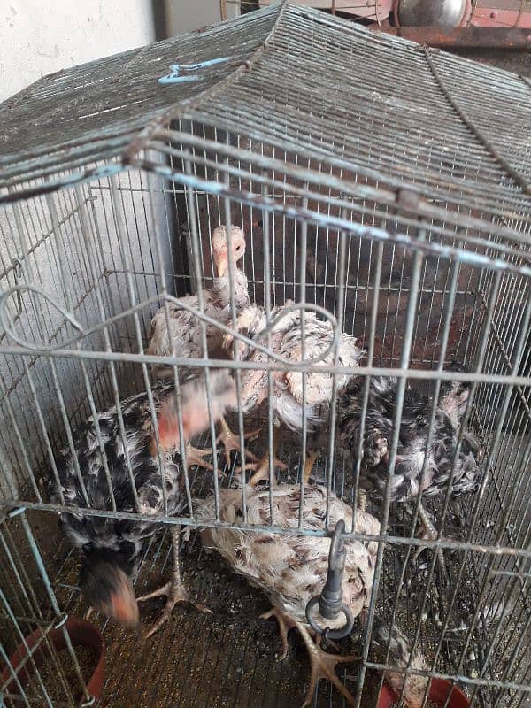 5 aseel chicksfor sale 6