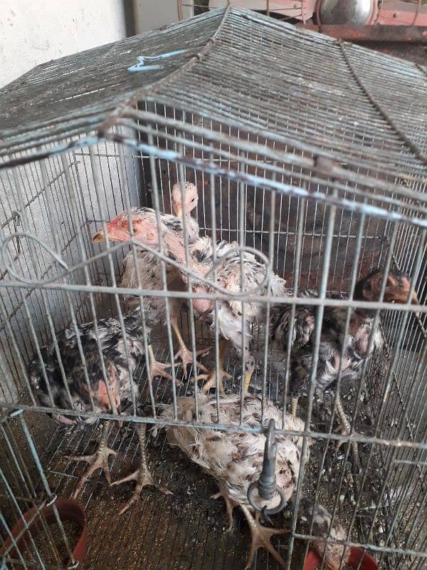 5 aseel chicksfor sale 8