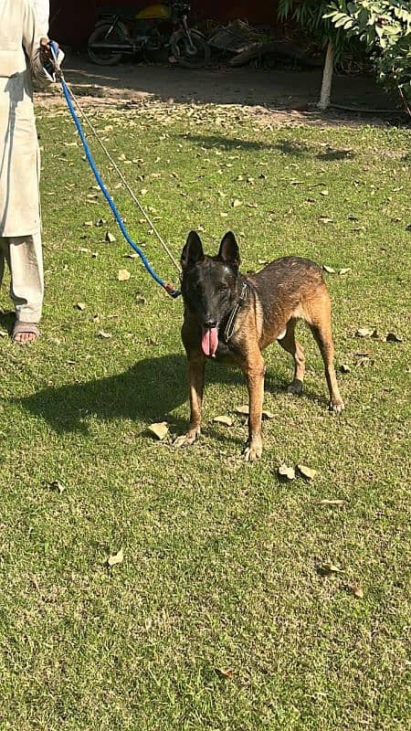 Belgian Malinois dogs 0