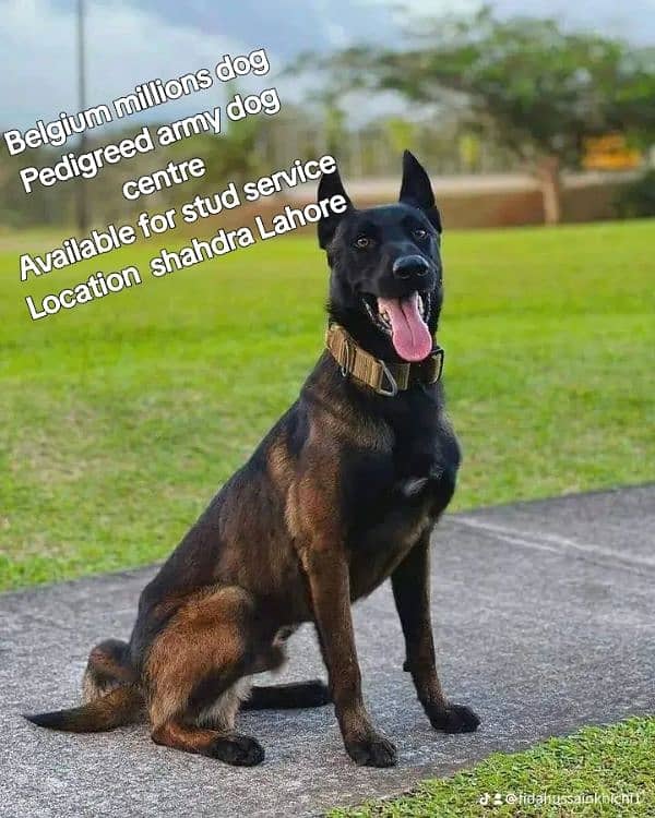 Belgian Malinois dogs 1