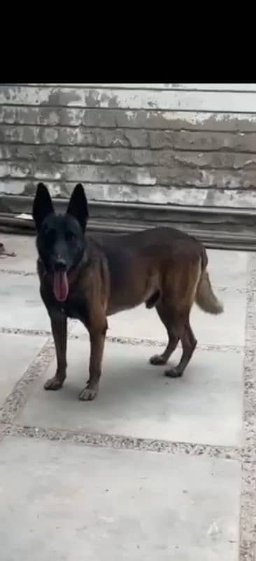 Belgian Malinois dogs 2