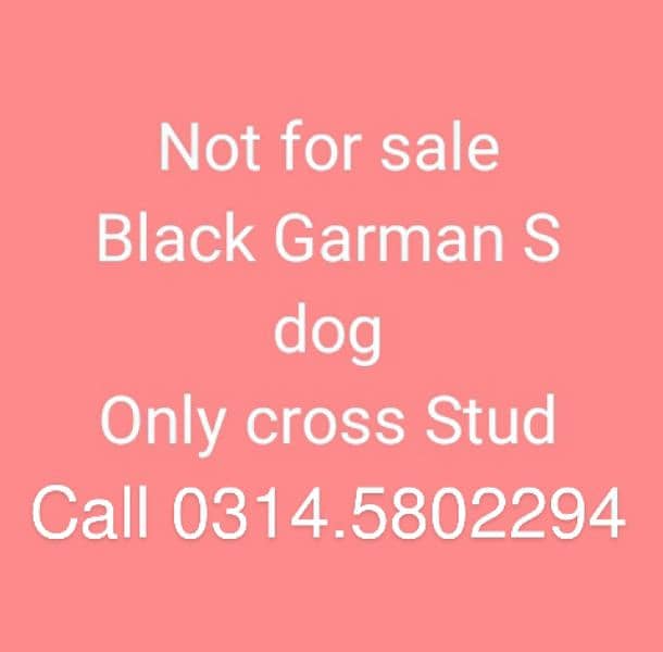 Black Male Only Cross stud 2