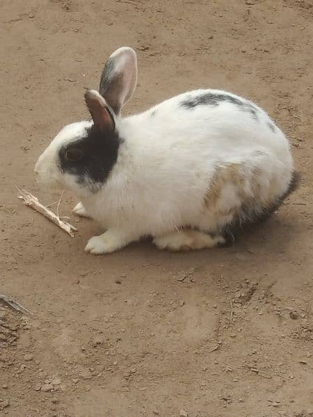 rabit 2