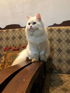 Persian