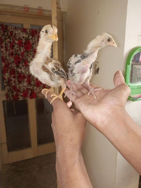 pure aseel pairs chick 2month 3