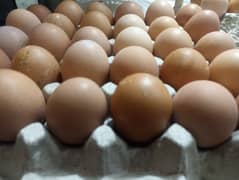 Lohmann Brown Farm Fresh Eggs