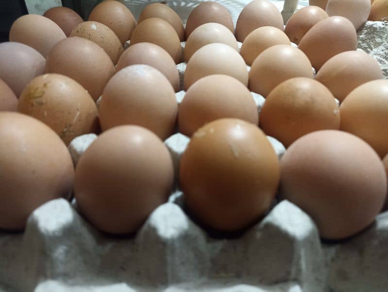 Lohmann Brown Farm Fresh Eggs 0