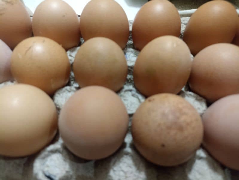 Lohmann Brown Farm Fresh Eggs 2