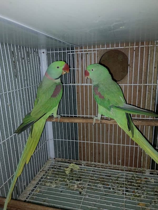 Raw Parrots Breeder pair 0